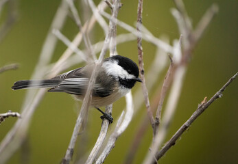 Black-capped chickadee (Poecile atricapillus) seen through branches with a green background in Bozeman, Montana