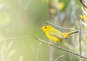Male Wilson's warbler (Cardellina pusilla) seen perched on a branch near Crested Butte, Colorado