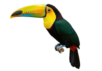 Isolated toucan perching a branch looking forward brightly in natural coloration outdoors