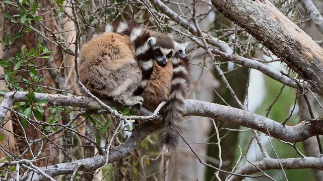 Pair of ringtail lemurs join up to shelter from wind.