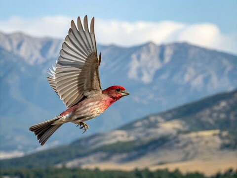 Cassin&rsquo;s Finch Flying in Nature with Mountain View