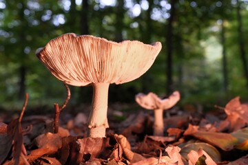Pilz im Wald als Makro mit unscharfem Hintergrund