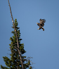 Juvenile Bald eagle (Haliaeetus leucocephalus) in flight, about to land in a tree in Hyalite Canyon, Montana