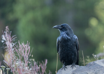 Profile portrait of a common raven (Corvus corax) in Montana, with glossy black feathers and a green forest background