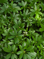 green leaves background