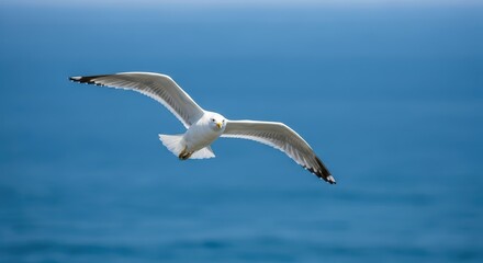 Seagull in flight over tranquil ocean on clear day close-up