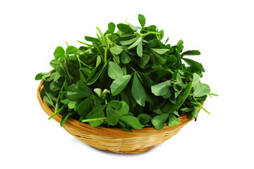 Indian Gujarati cuisine herb fenugreek leaves fresh from garden, use in Indian food like Methi Dhebra, vada, Methi puri, Pakoda, Gota, Thepla, Khakhra, cutout in transparent background, png format