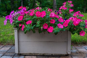 pink petunia flowers in a planter box