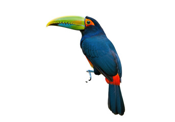Isolated channel-billed toucan portrait displaying colorful beak and red, orange feathers, tropical bird