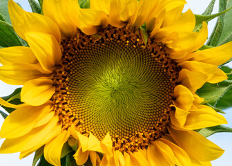 Closeup of the center of a giant sunflower in bloom, ringed by yellow petals