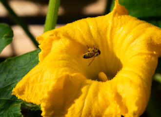 European honeybee (Apis mellifera) covered in pollen, at the opening of a pumpkin flower blossom
