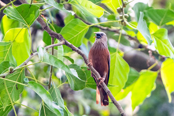 A Chestnut-tailed Starling Bird Perched on Branch Among Green Leaves in Outdoor Nature Scene