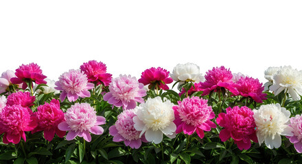 Pink and white peonies isolated on transparent background
