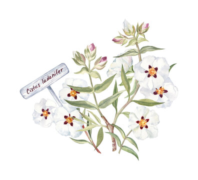 Botanical illustration of the rockrose flower arrangement with a garden sign. This elegant white flower is a source of the labdanum perfume ingredient. For fragrance compositions, articles, stickers