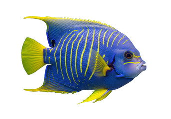 Isolated Angelfish swimming in sea, majestic marine animal with vibrant colors and striking patterns © Cedric