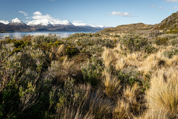 Pastizal en el bosque helado de la Patagonia. Tierra del Fuego. Al fondo la Cordillera de los Andes. Viajes y turismo. Paisajes exóticos cerca del polo sur.