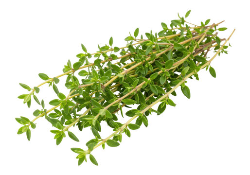 Isolated aromatic thyme herb sprigs for flavoring dishes, herbal remedy and decoration