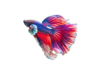 Isolated Colorful Siamese Fighting Fish with Long Flowing Fins, Finny, Exotic Pet