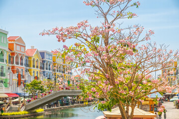 Pink flowered tree Tabebuia rosea blossoms with pastel color Mediterranean style buildings and arched stone bridge stretching across Grand canal on Phu Quoc island, Vietnam. Grand world city