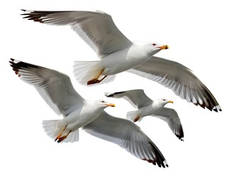 Obraz premium Flock of California Gulls flying isolated