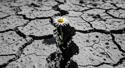 Resilient daisy flower growing amidst cracked dry soil signifying hope and survival