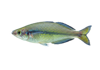 Isolated beautiful Boesemani Rainbowfish close-up aquatic pet in studio still life, profile view