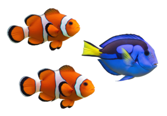 Isolated three vibrant colorful fish swimming around, clownfish and blue tang fish together aquarium