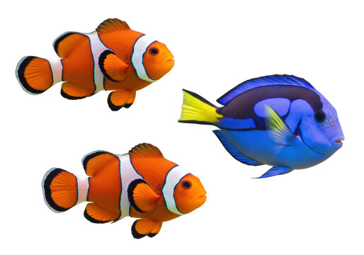 Isolated three vibrant colorful fish swimming around, clownfish and blue tang fish together aquarium