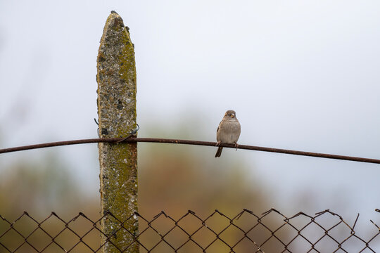 A small sparrow bird perches delicately on a wire fence beside a mossy concrete post, blending nature with human-made textures.