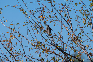 A solitary starling bird perches on a sparse tree branch against a crisp blue sky, evoking quiet and seasonal change.