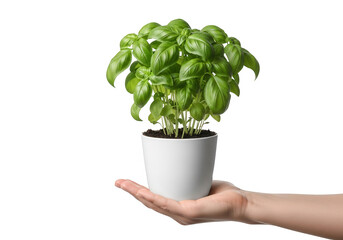 Fresh basil plant in pot held in hand isolated on transparent background