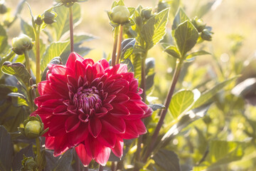 Backlit red dahlia in soft morning light