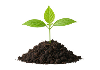 Small plant growing in soil isolated on transparent background