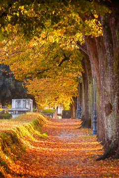 Autumn and foliage in Lucca. City walls park with linden yellow and orange leaves