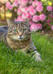 Tabby cat lies in the grass with a pink flowering rhododendron in the background 