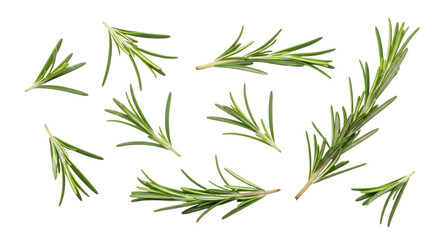 Fototapeta premium Collection of fresh green rosemary sprigs with needle-like leaves, isolated on a white or transparent background, cutout, PNG