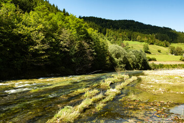 Beautiful Natural Background with Forest River in Summer