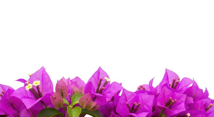 Bougainvillea flowers isolated on transparent background