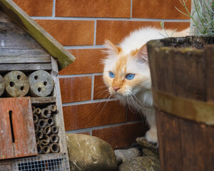 Blue-eyed cat appears between a wooden planter, a brick wall and a bug hotel