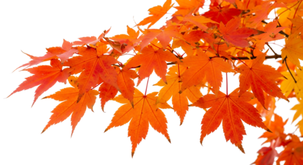 Stunning Japanese maple leaves in vibrant autumn colors evoke feelings of warmth and tranquility, perfect for seasonal designs or nature-themed projects