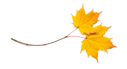 Vibrant golden maple leaves on a delicate branch, perfect for autumn-themed designs or adding a touch of seasonal warmth to your project
