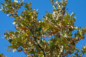 Oak branches stretch skyward, their green, yellow, and brown leaves glowing against a crisp blue autumn sky.