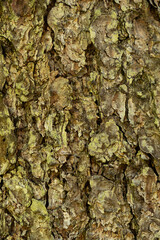 Abstract Nature Background with Brown Bark Texture of Old Tree