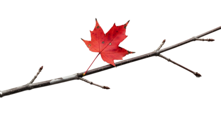 Vibrant red maple leaf clinging to a delicate branch, showcasing autumn's beauty and resilience in a simple, natural composition
