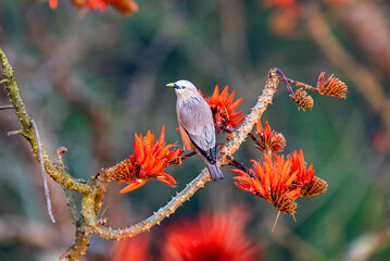 Small Chestnut-tailed Starling Bird Perched On Bright Orange Heliconia Flower In A Lush Nature Scene