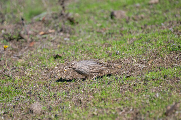 A small brown crested lark bird pecks at the soil amid sparse green grass in a quiet, natural setting.