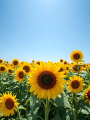 Fototapeta premium sunflowers in the field