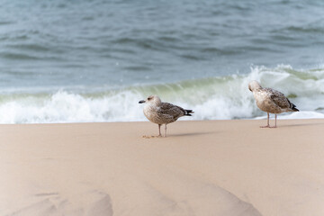 Two juvenile herring gulls Larus argentatus rest on a sandy beach with gentle waves rolling in. Their speckled feathers reflect the soft seaside light.