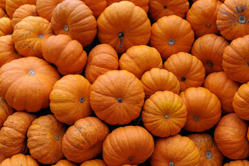 A vibrant pile of small to medium orange pumpkins fills the frame, perfect for harvest, markets, or seasonal decor. Great for autumn or Halloween themes in stock photos and ads.