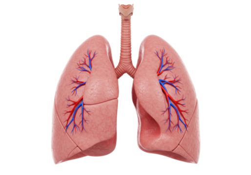 Human lungs isolated on transparent background, detailed anatomical model of respiratory system for medical education and healthcare